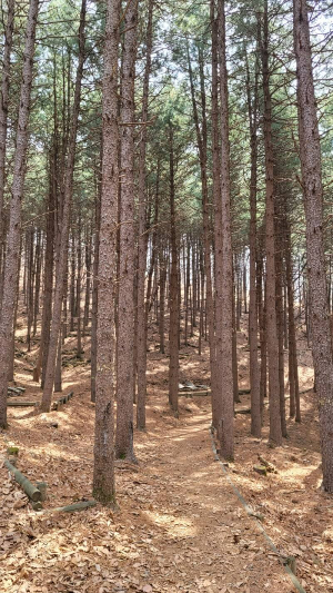 대룡산이정표