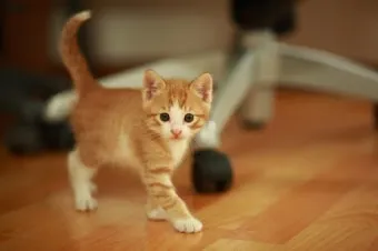 코리안숏헤어 코숏 고양이 종류 몸무게 고등어_5