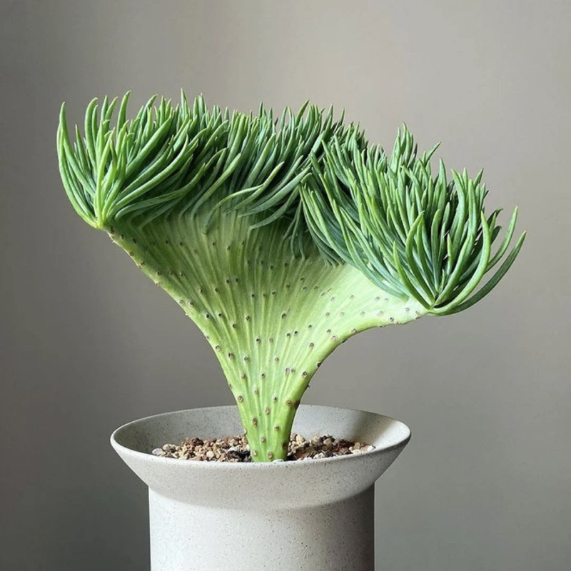 인어꼬리 선인장