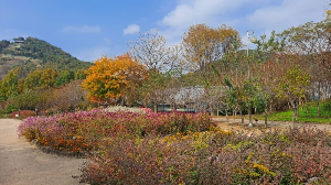 화성_우리꽃식물원_국화전시회