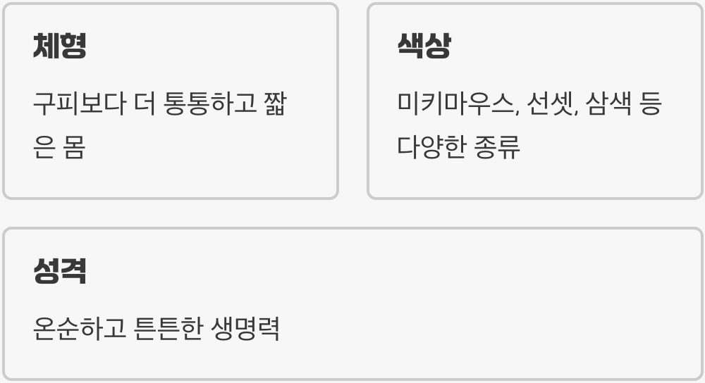 구피와는 또 다른 매력, 플래티
