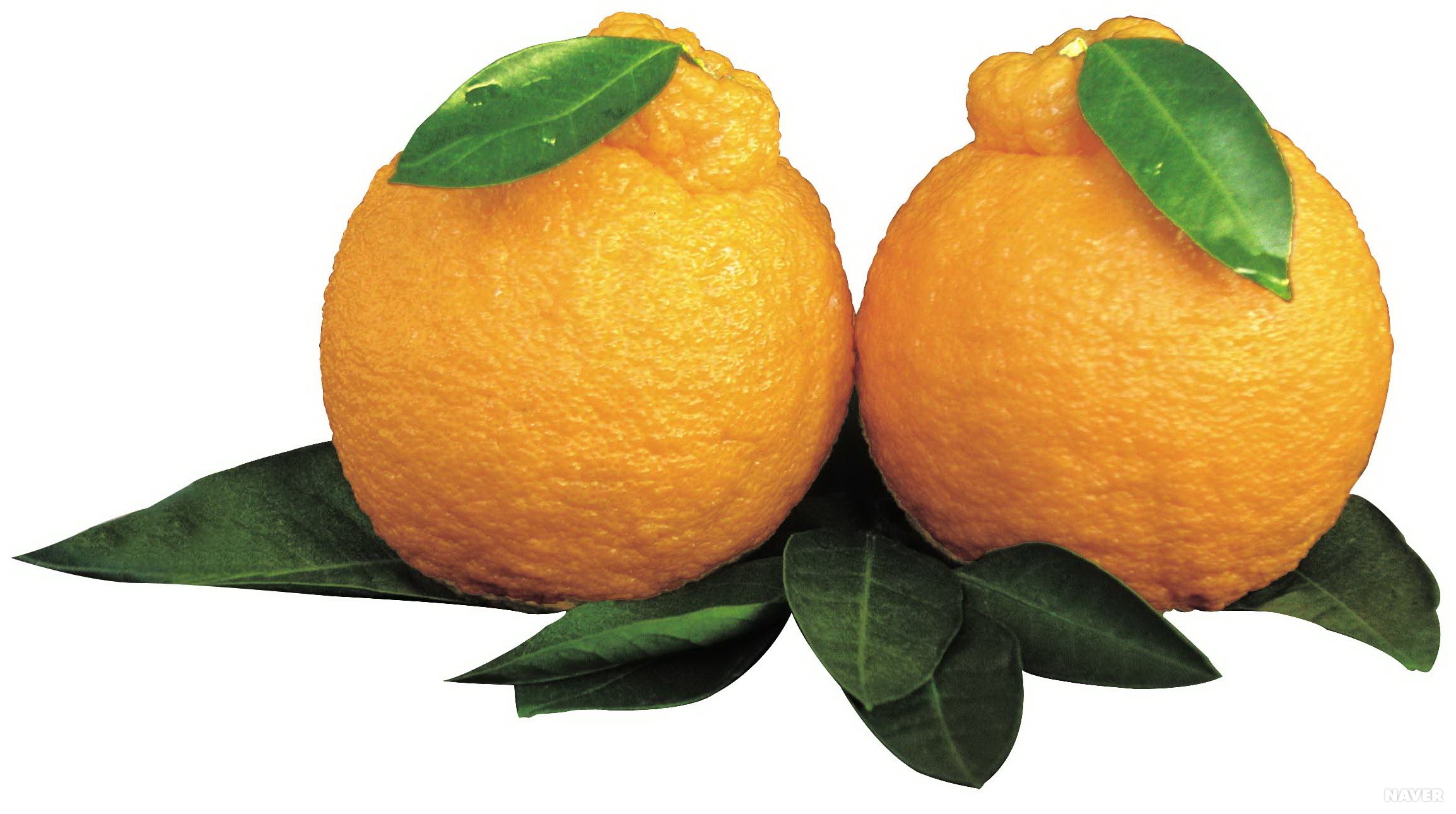 3월 제철음식 총정리