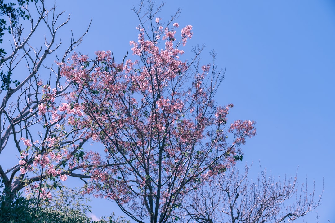 Maehwa (plum blossom)