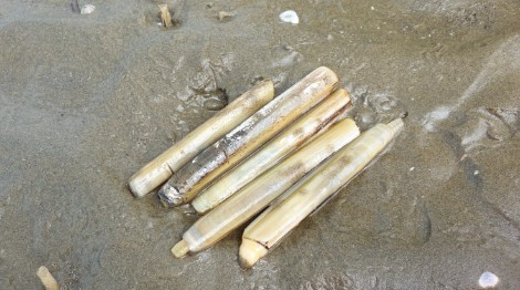 몽산포 맛조개 해루질