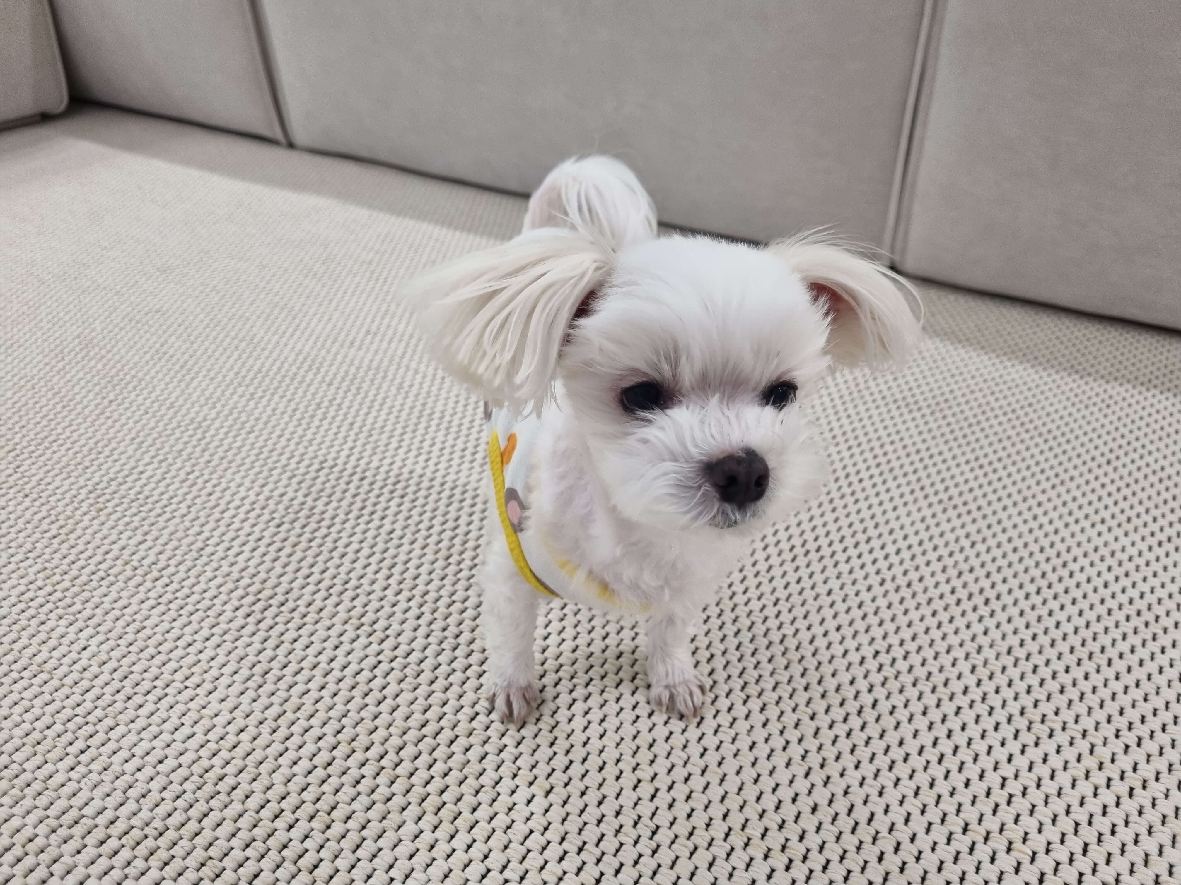 두부 샷