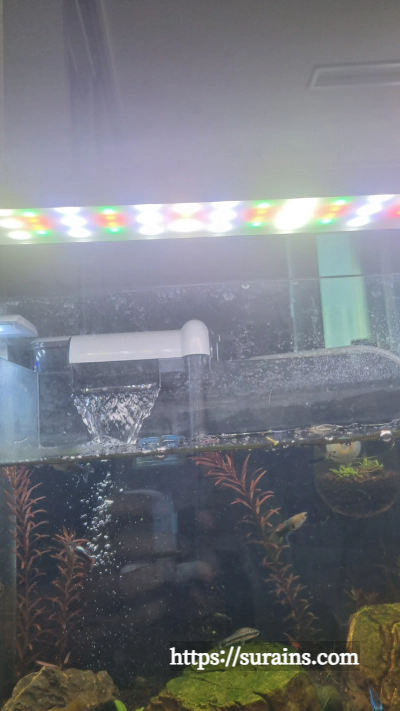 수초 어항 조명 쿠바펄 추천 트윈스타 450c 사용 후기