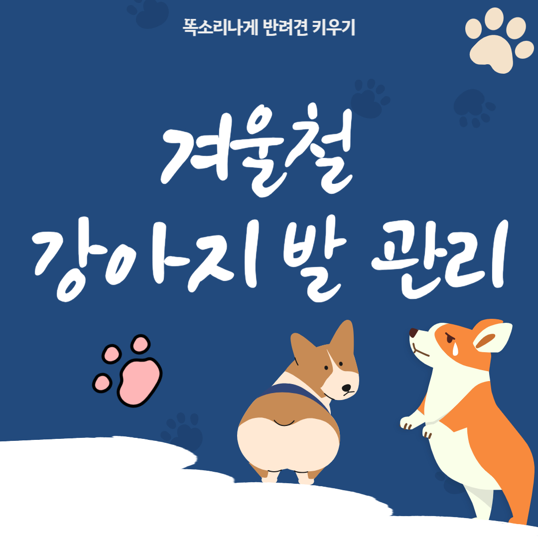 겨울철 강아지 발 관리 신발 꼭 신겨야 하나
