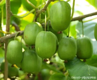 다래 재배 수분수 배치 덩굴 유인 겨울 보호_5