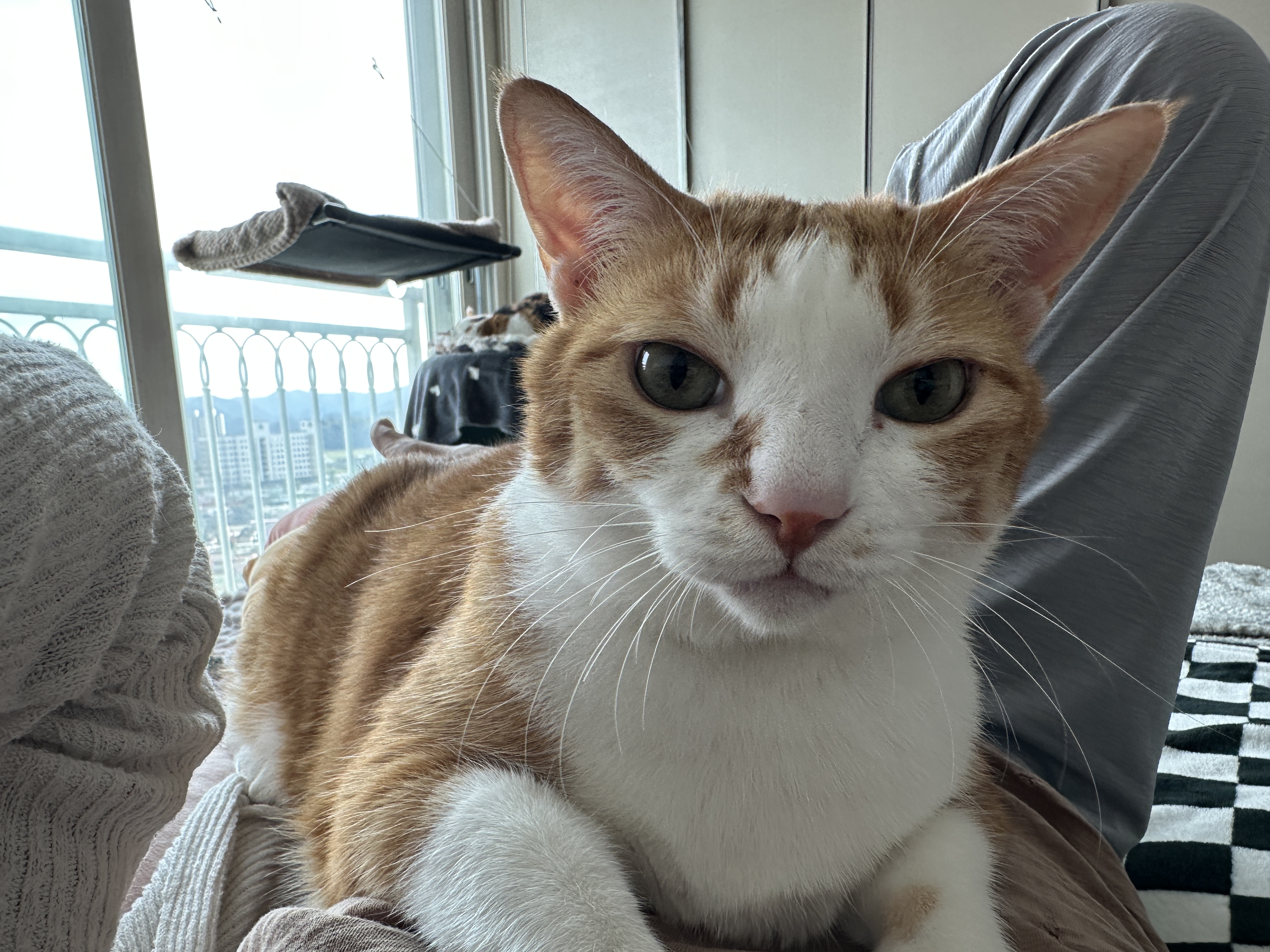 엄마_배_위로_올라와서_엄마한테_애교부리는_호야_2