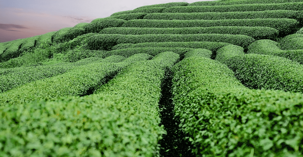 심장 건강에 좋은 음식 관련 사진 - 21