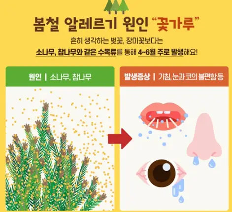 봄철-꽃가루-원인