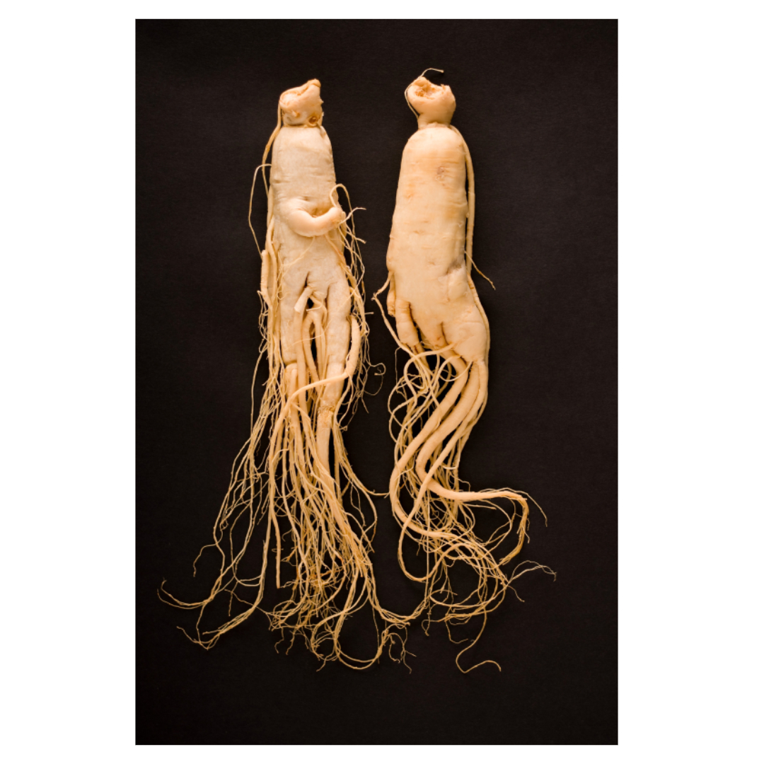 홍삼과 관련된 사진입니다.