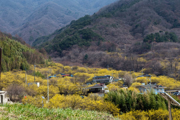 구례 산수유 마을 모습