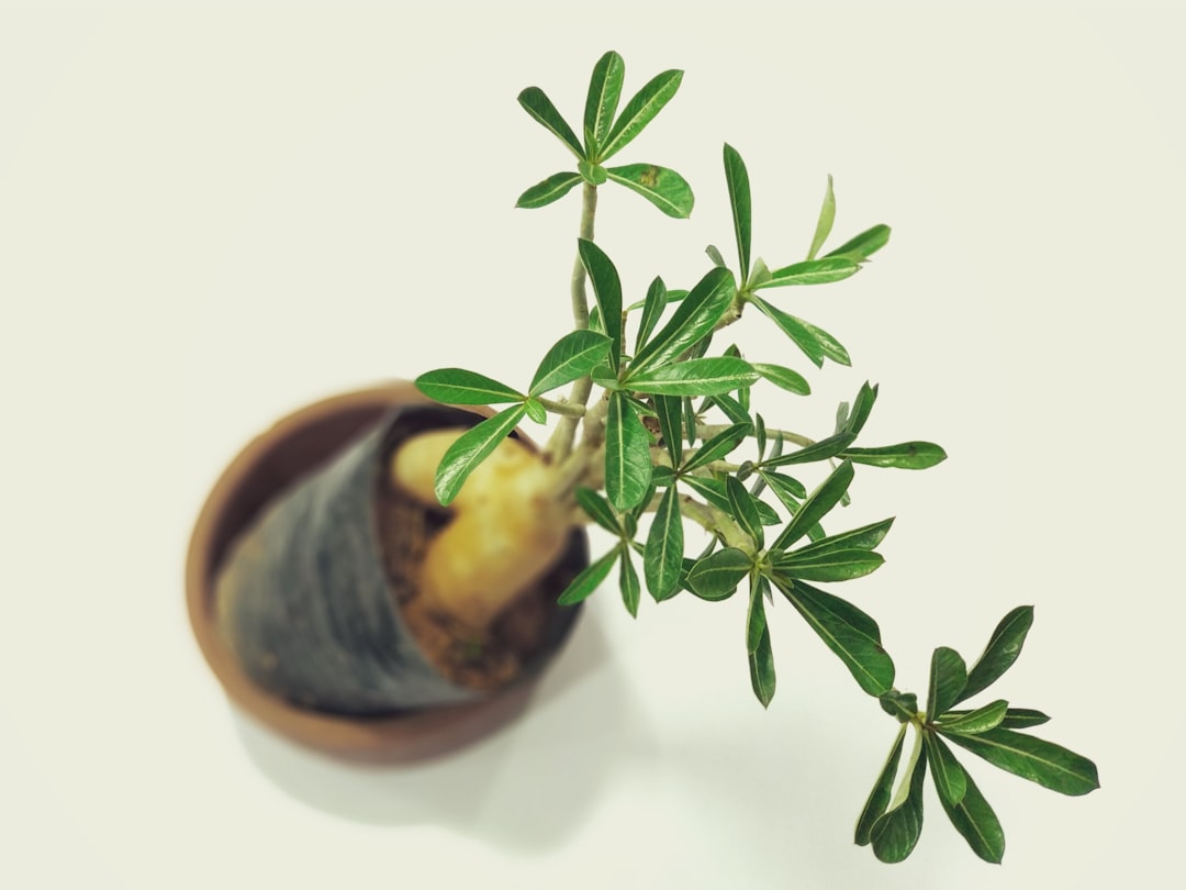 Planter