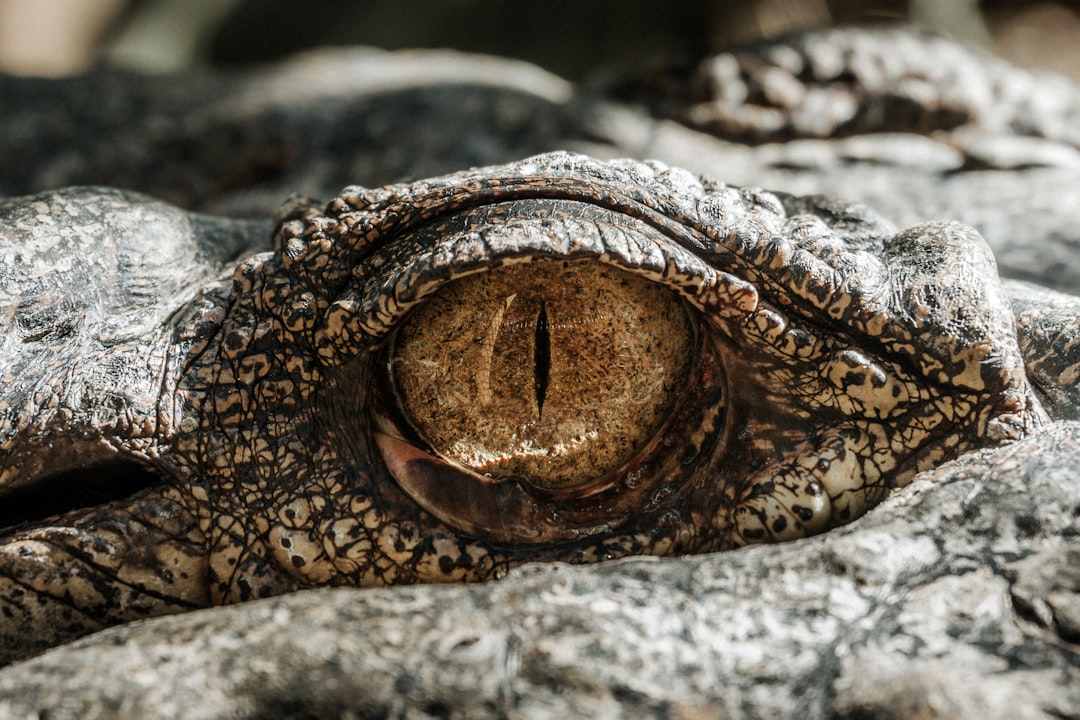 Eye