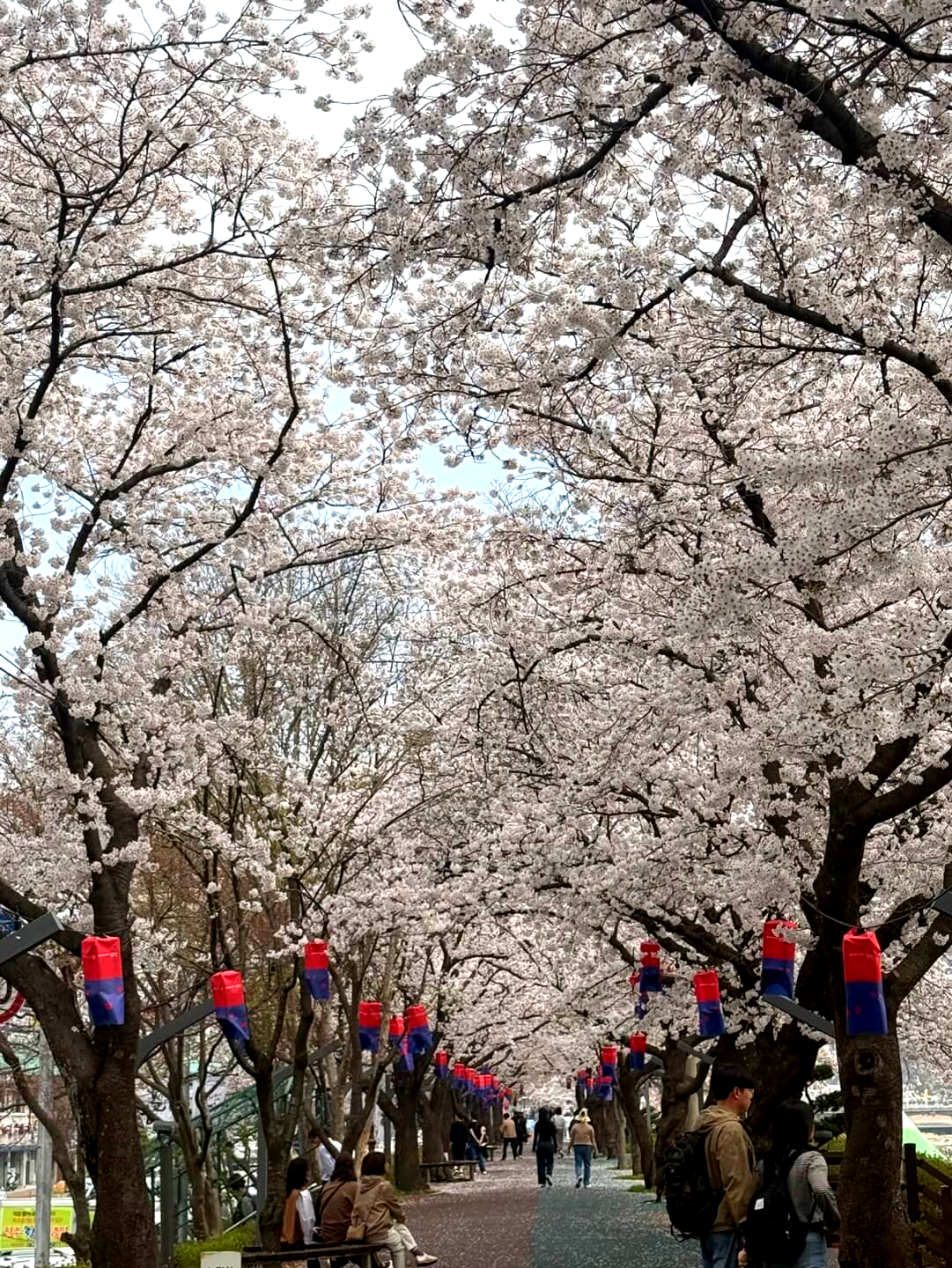 남원 벚꽃 거리 아이와 도보 이동 가능한 산책 코스