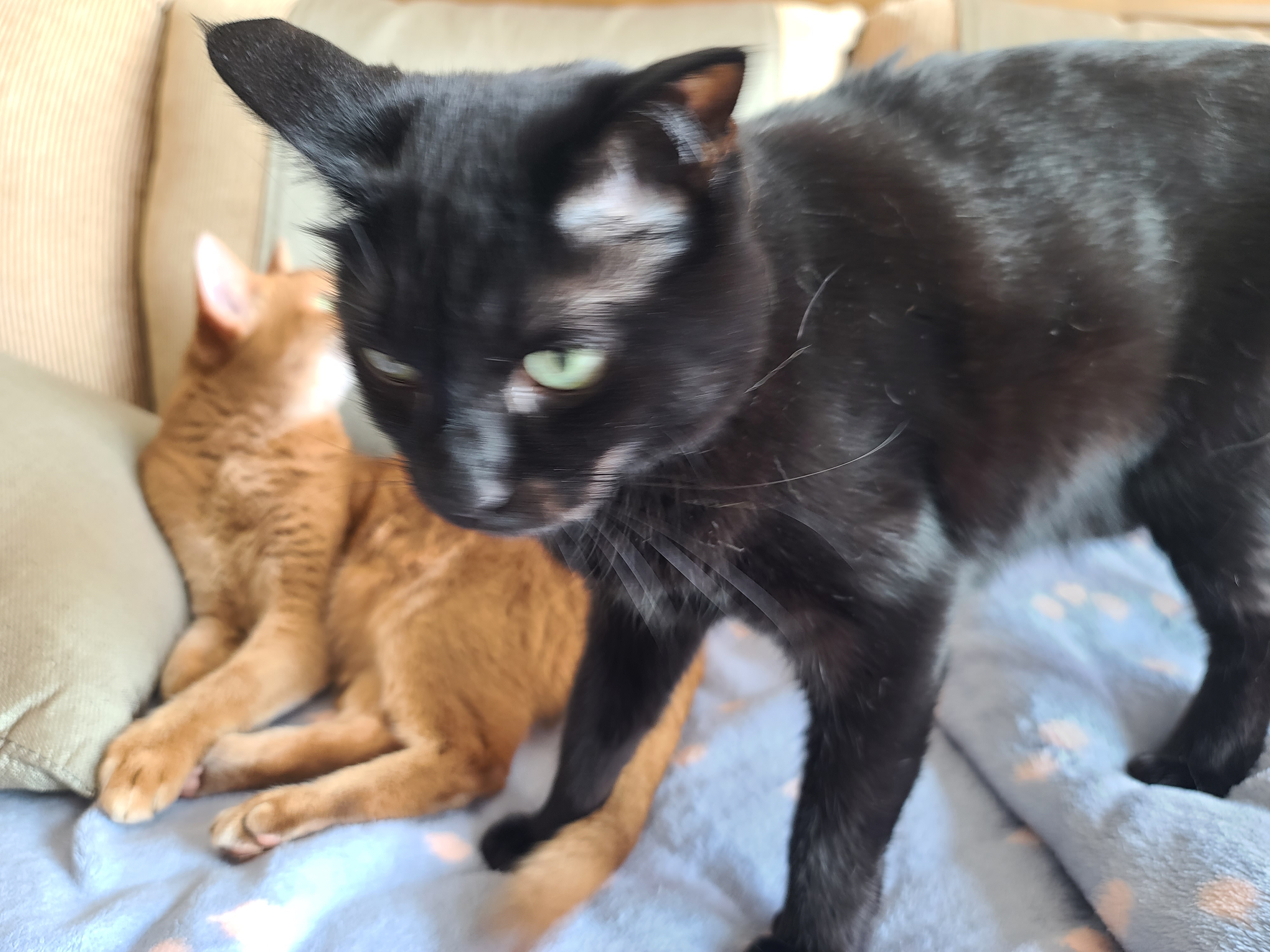 설거지할때 어깨위에 올라가는 고양이 루나는 엄마를 무한 신뢰!