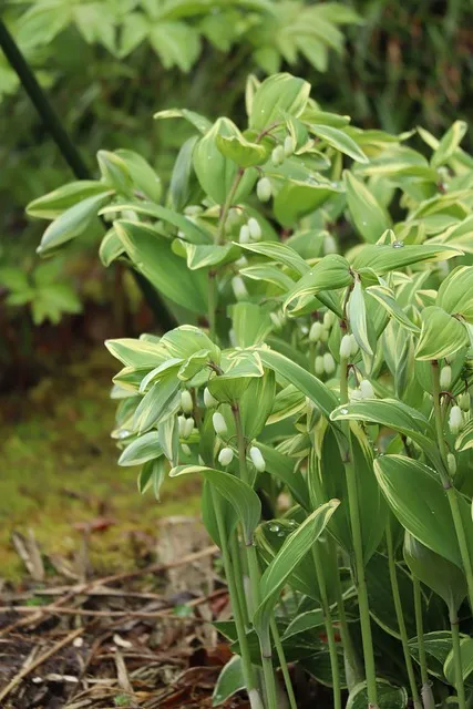 둥글레차 효과 건강에 좋은 차 효능 정리_7