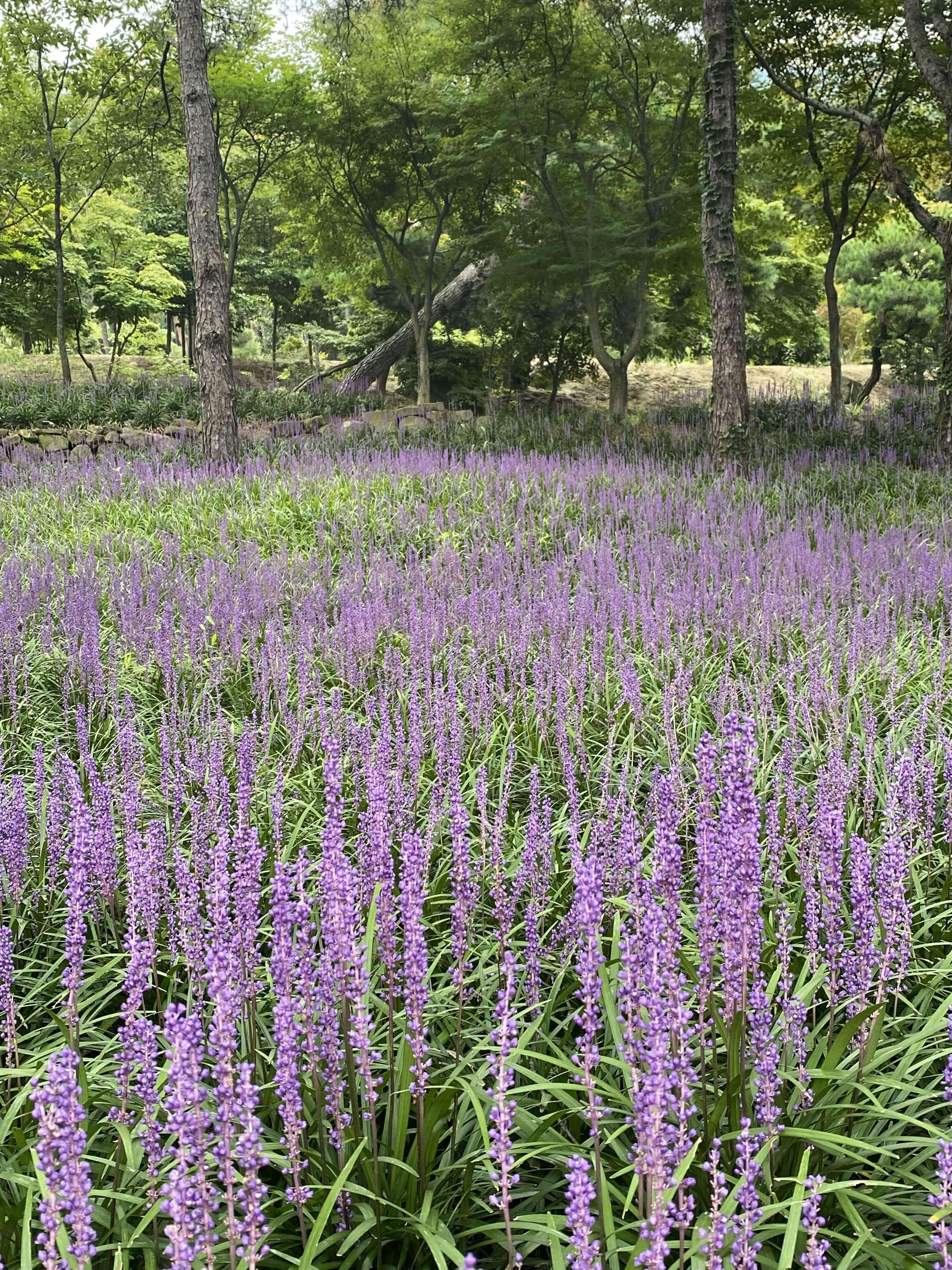 가산수피아-맥문동2