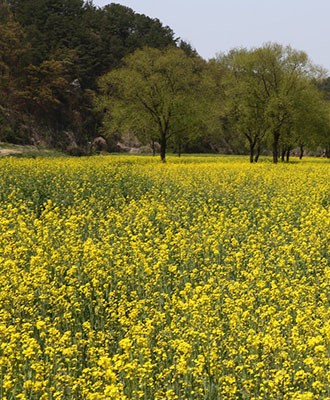 금강 유채꽃 단지