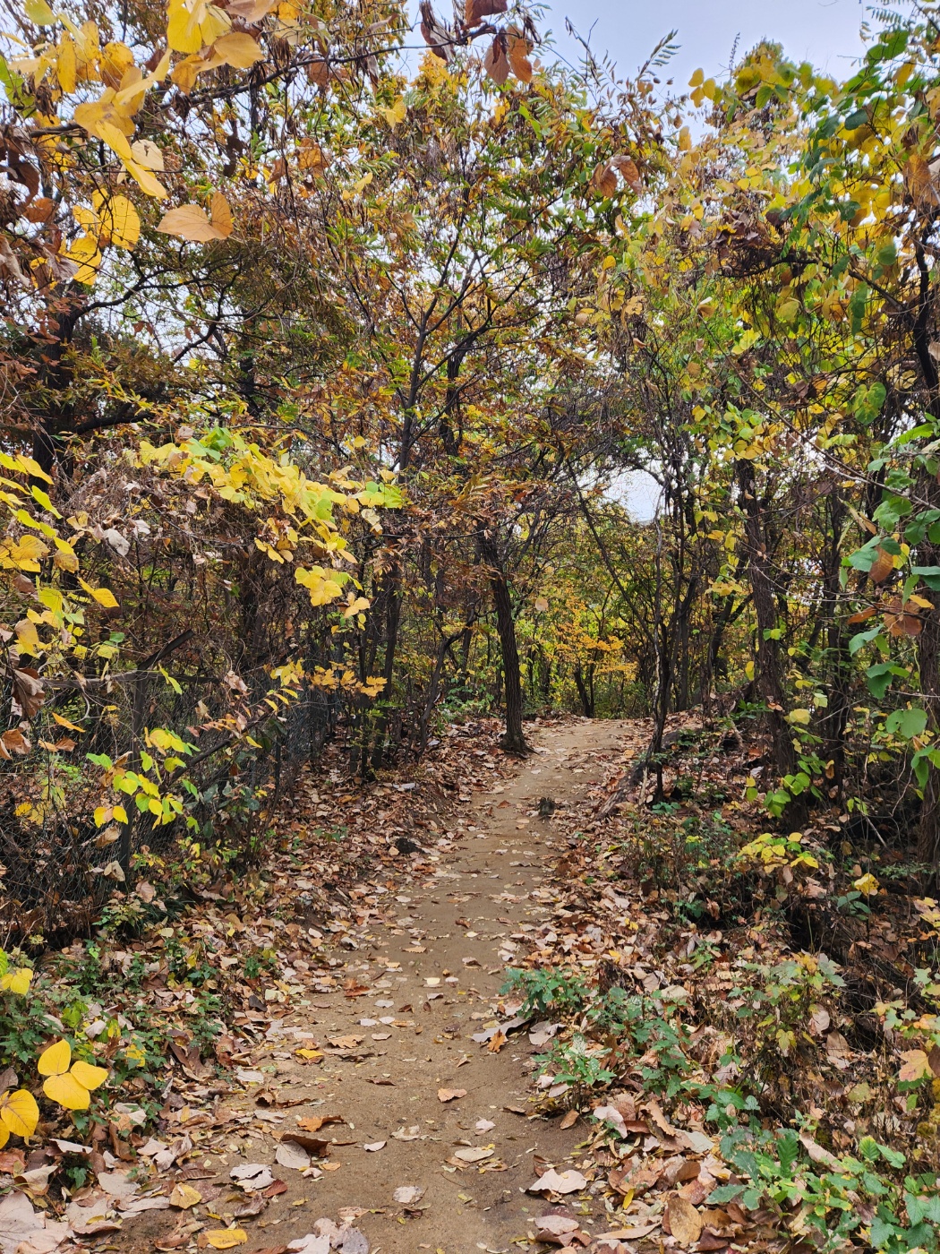 맨발걷기-산책길-알록달록가을길