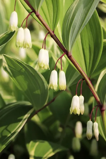 둥글레차 효과 건강에 좋은 차 효능 정리_4