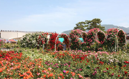 곡성 세계장미축제 개화상황