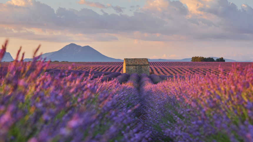 2025년 4월 국내 여행지 추천! 봄꽃과 함께 떠나는 최고의 여행지