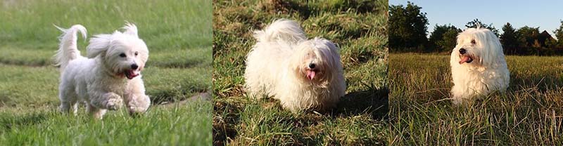 뛰고-노는-꼬똥-드-툴레아