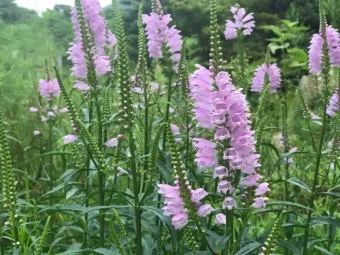 8월에 피는 꽃 이름 종류별 특징 정리 보기_6