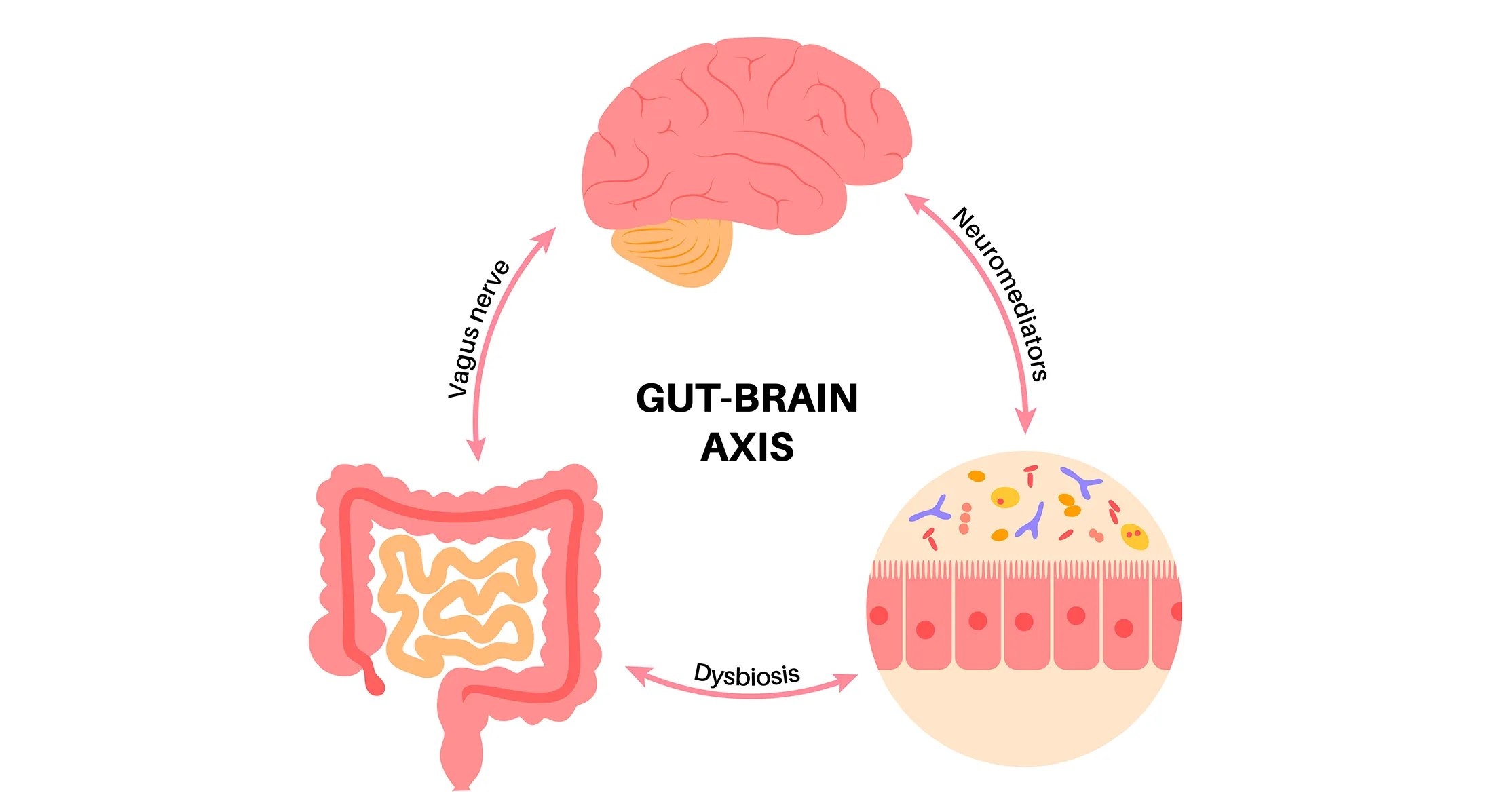 장뇌축-출처-GutMicrobiotaforHealth