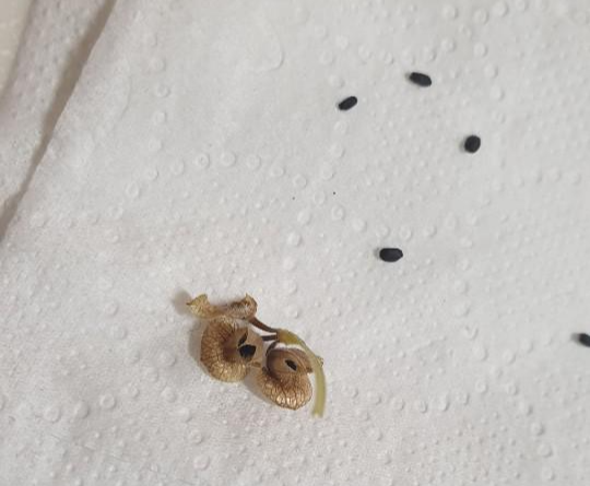 검정 바질 씨앗