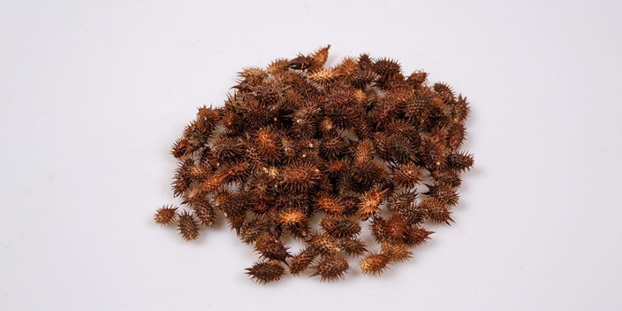 야생에서 채취를 한 창이자를 깨끗하게 세척하고 건조한 것을 하얀 바닥 위에 수북하게 놓아두고 찍은 사진