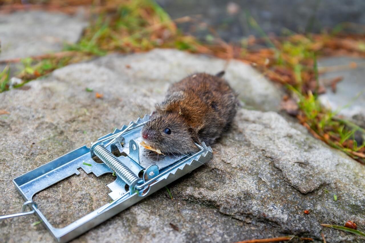 쥐 잡는 꿈
