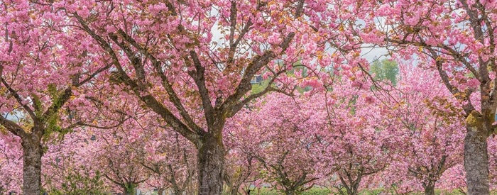 경상도에 벚꽃 캠핑, 벚꽃 감성 캠핑장 추천 합니다.