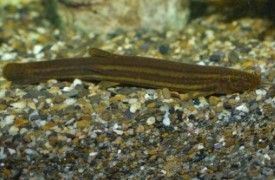 미꾸라지 꿈해몽