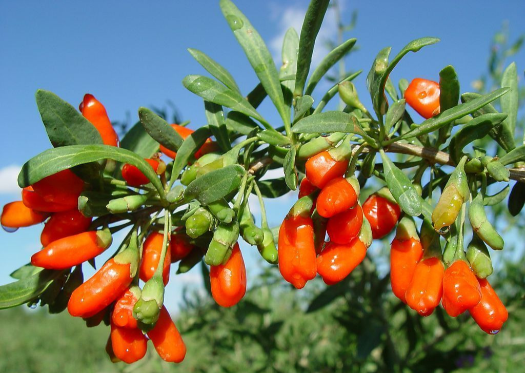 구기자 효능과 부작용