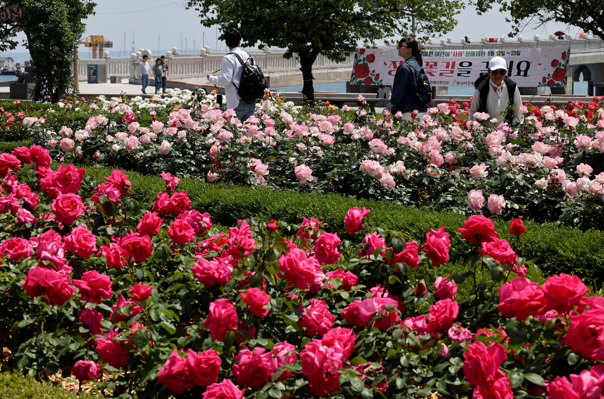 포항 영일대 장미원 완벽 가이드 (위치, 볼거리, 계절별 특징까지)