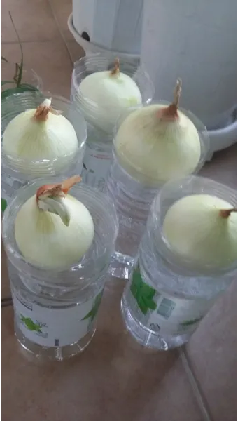 양파 재배 요령 정식 웃거름 도복 수확 건조 포인트_17