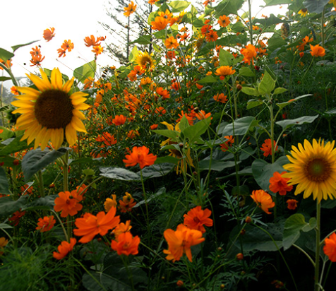 태백 해바라기 축제 2025 일정 및 즐길 거리 총정리!