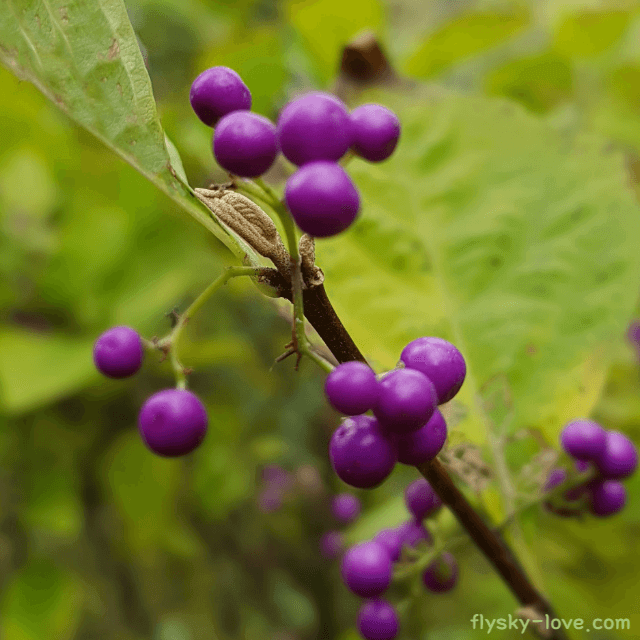좀작살나무 효능