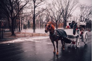 센트럴파크의 마차