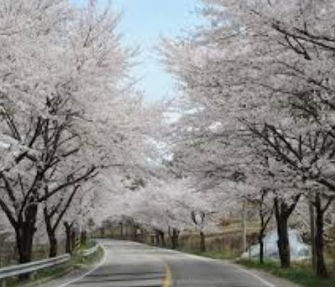 고성 벚꽃