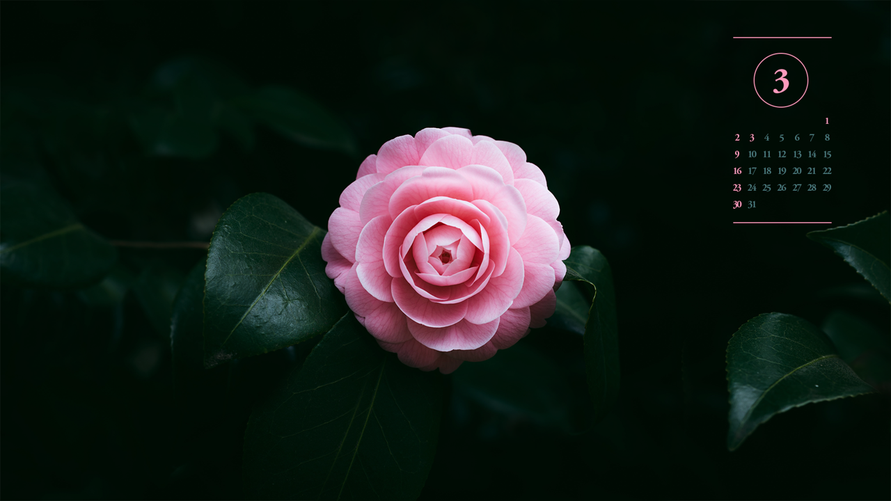 09 분홍 동백꽃 A - 2025년3월 노트북배경화면