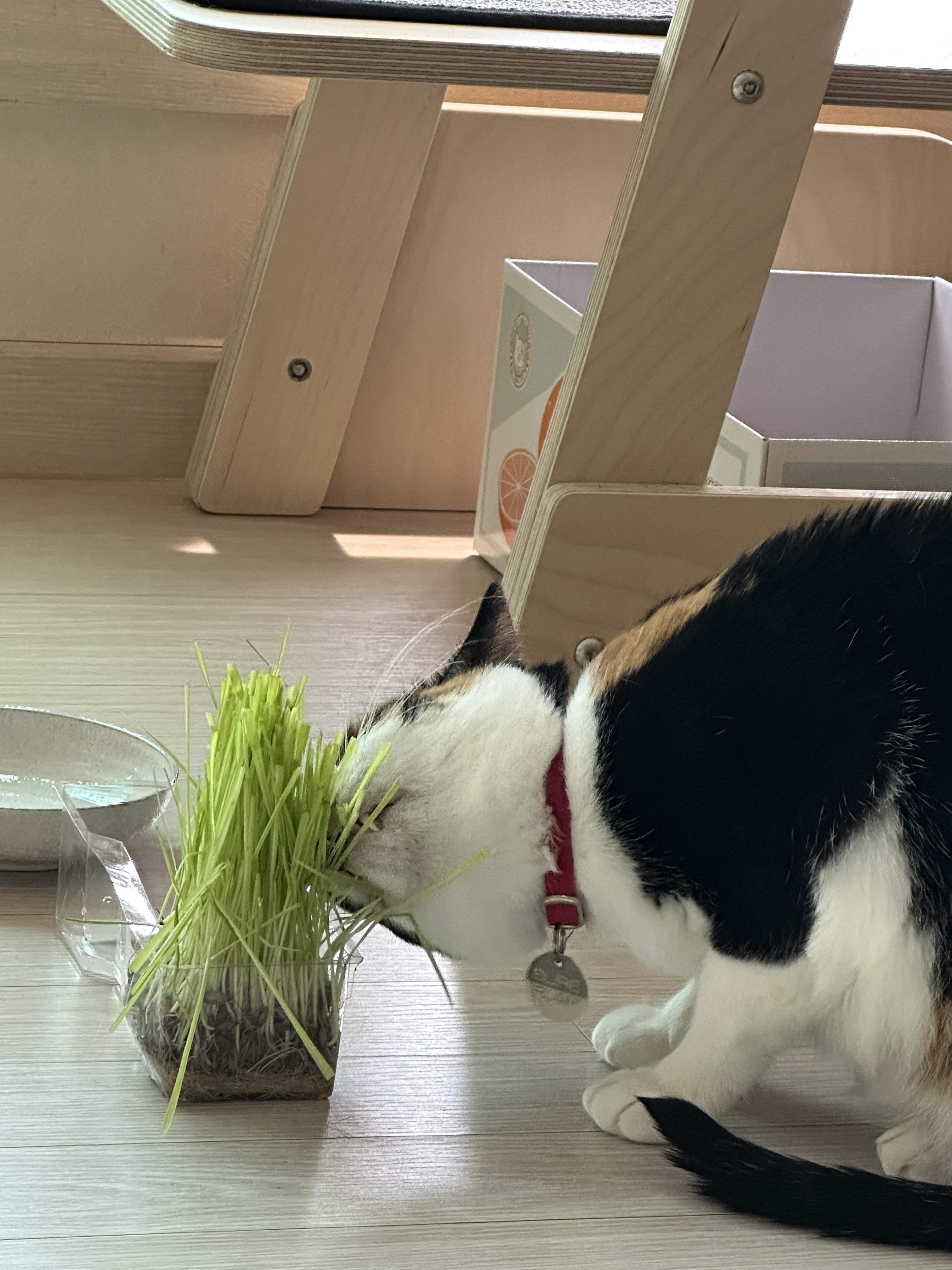 삼색이-고양이-다다의-캣글라스-먹방!