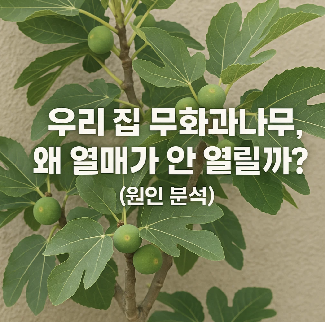 우리 집 무화과나무, 왜 열매가 안 열릴까? (원인 분석)
