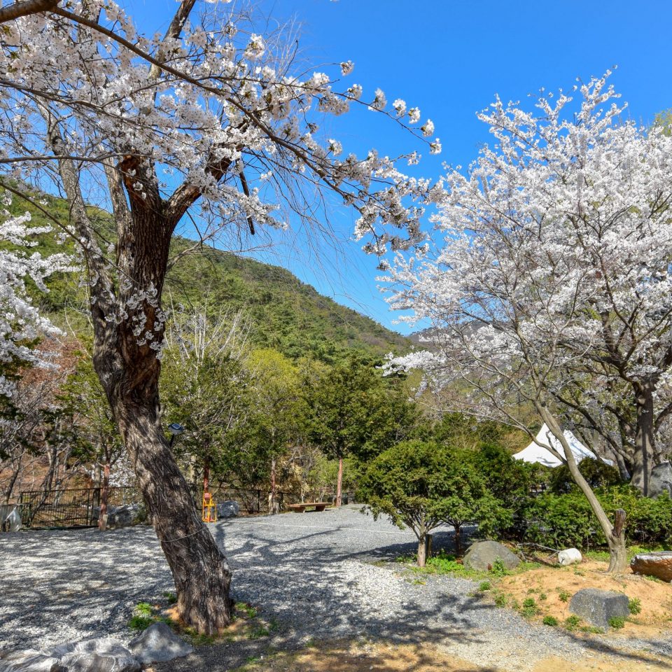 문수골힐링캠핑장 (애견동반가능)