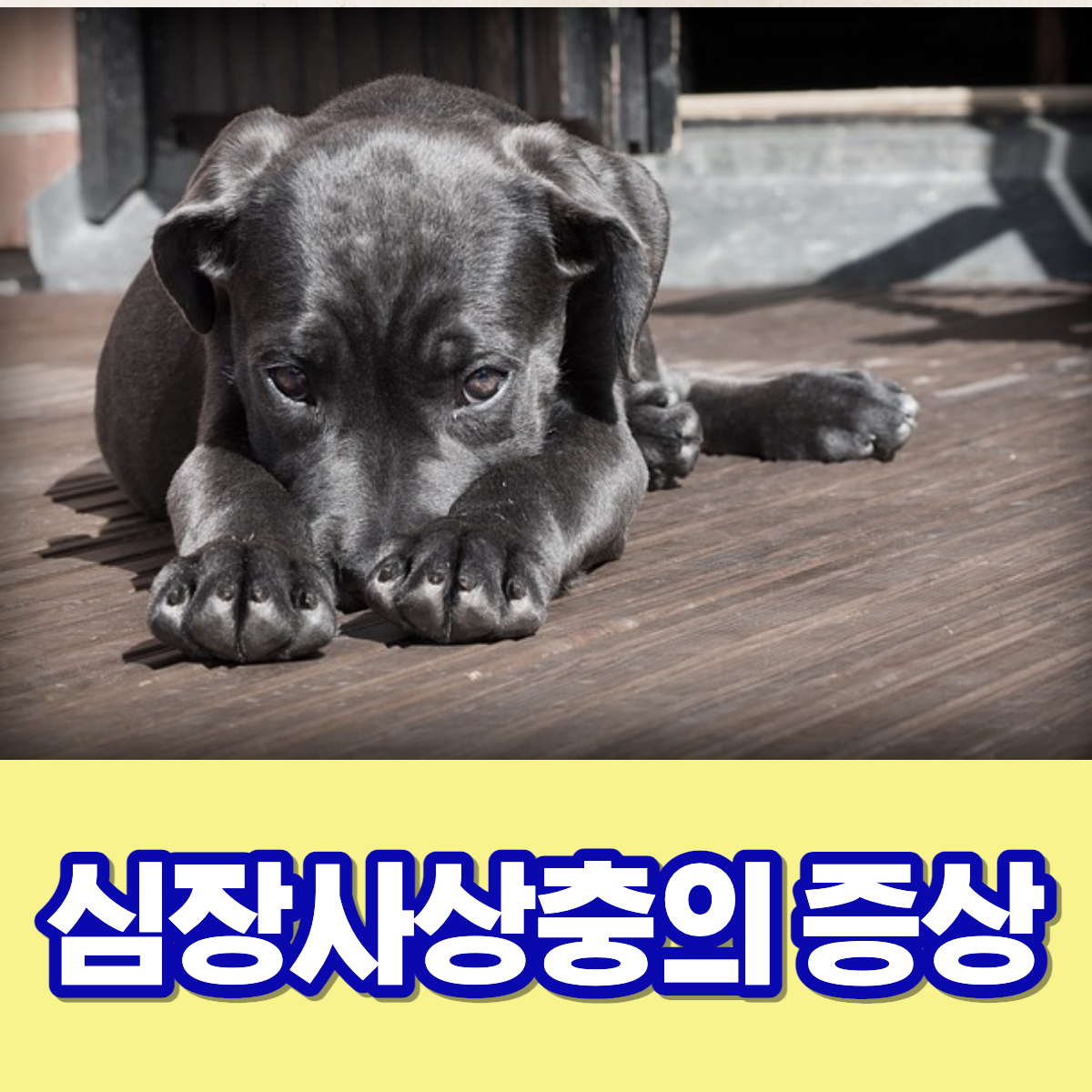 심장사상충의 증상