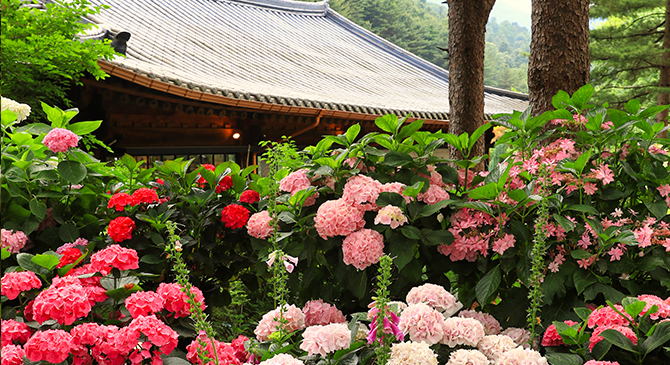 수국 풍경2