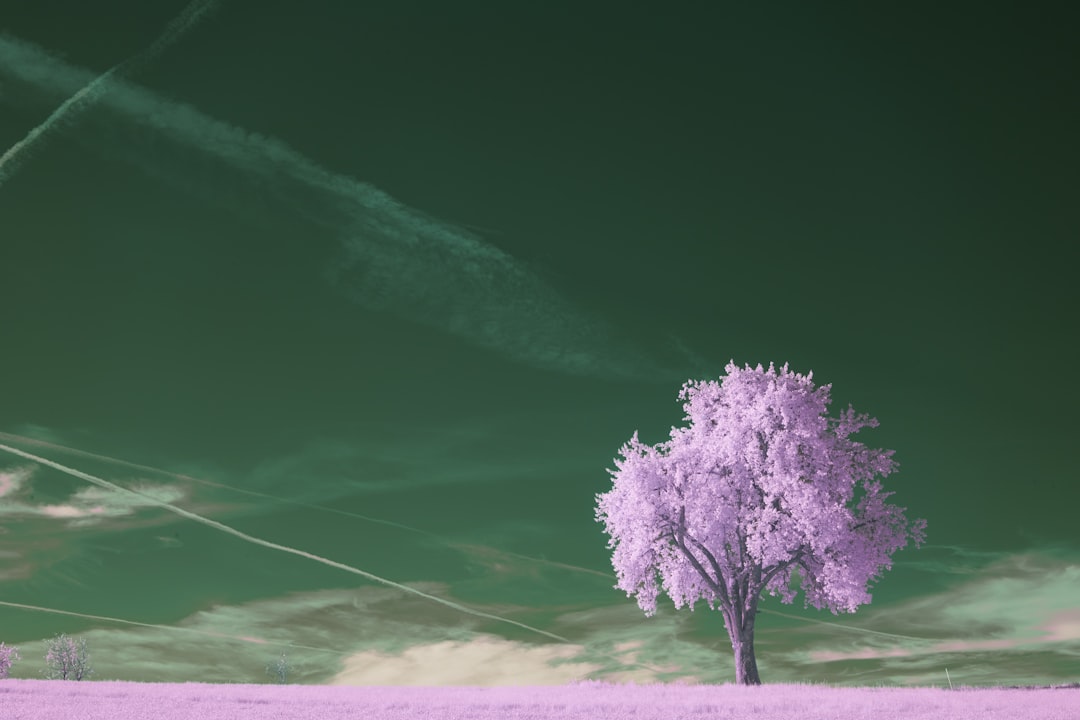 Regeneration